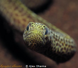 Garden ell close up by Ajiex Dharma 
